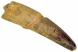 Fossil Spinosaurus Tooth - Real Dinosaur Tooth #301297-1